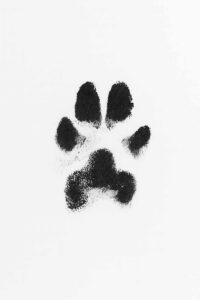 Ink paw print $26